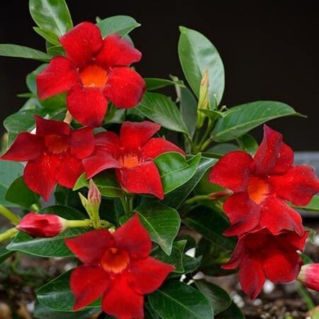 Seeds Mandevilla Red Flowers Plant. - My Fashion Sell