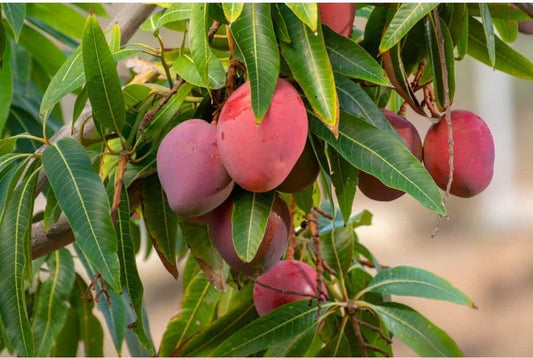 Seeds Mango Japanese Variety - My Fashion Sell