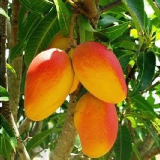 Seeds Mango Japanese Variety - My Fashion Sell