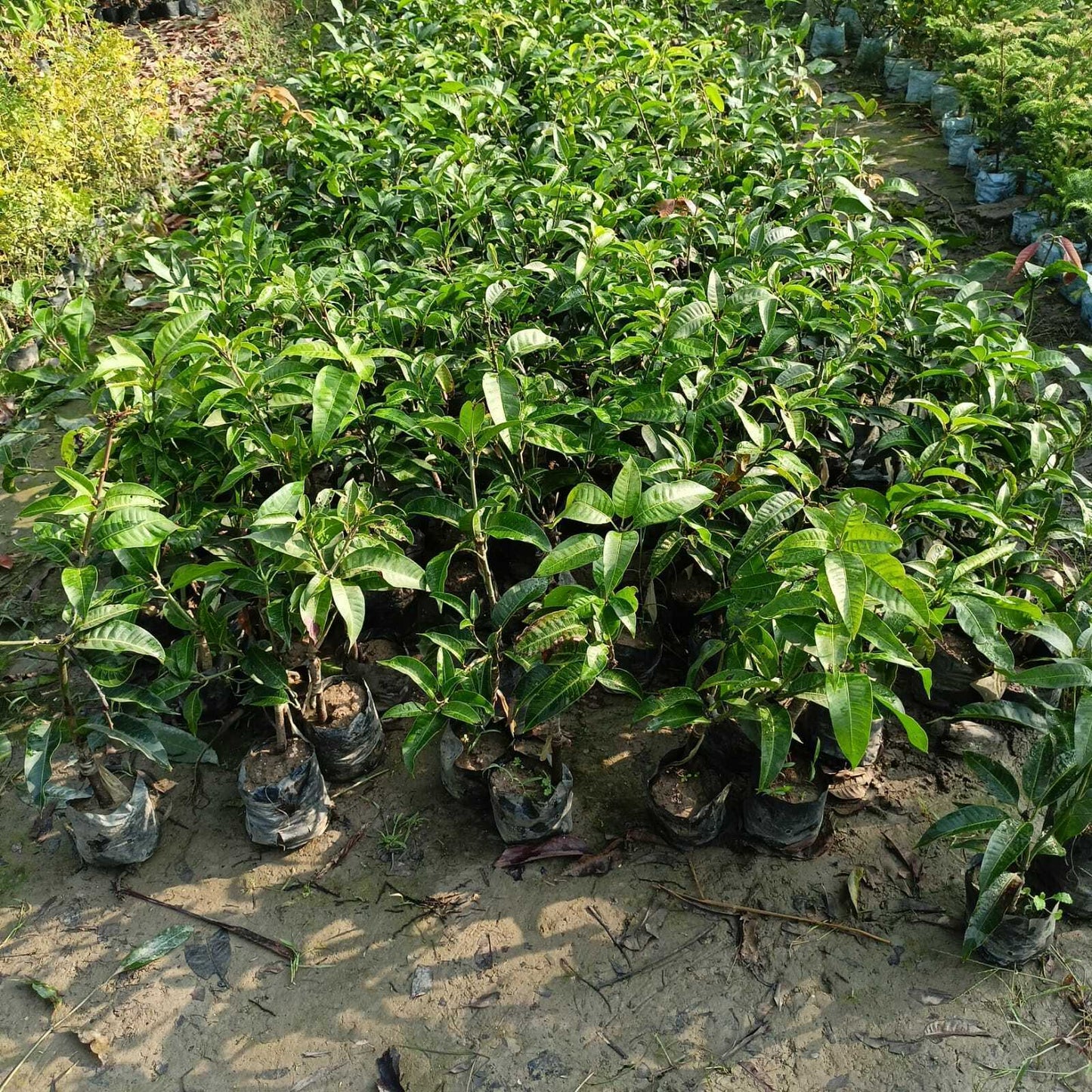 Seeds Mango Japanese Variety - My Fashion Sell