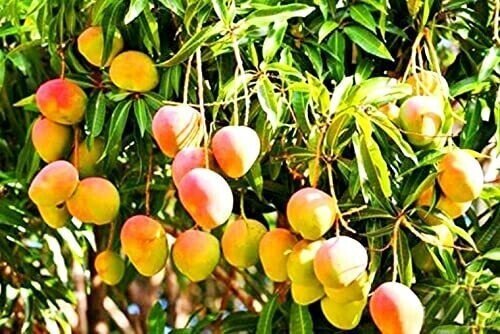 Seeds Mango Plant - My Fashion Sell