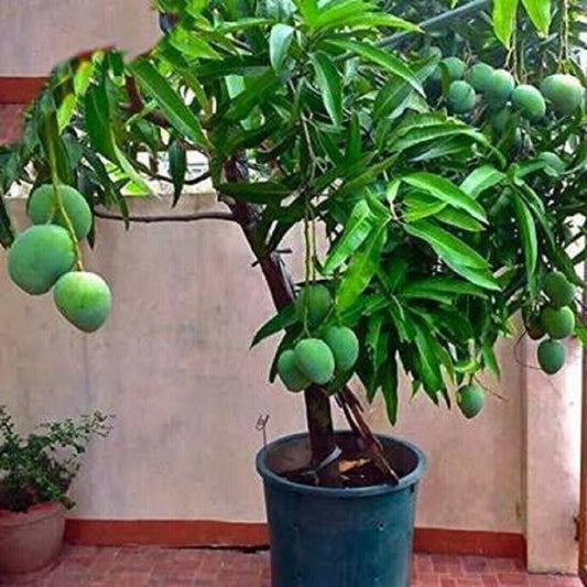 Seeds Mango Plant - My Fashion Sell
