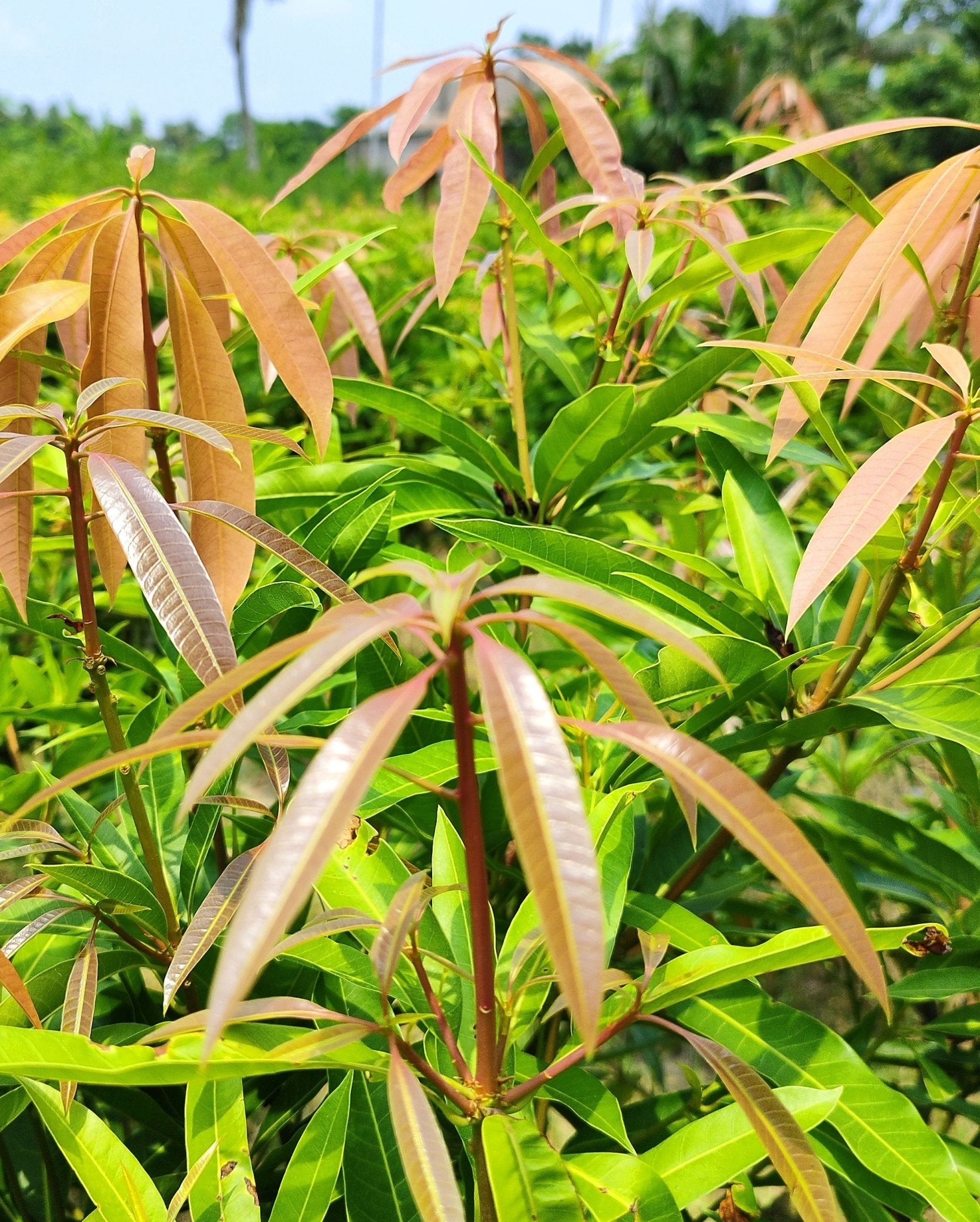 Seeds Mango Plant - My Fashion Sell