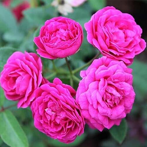 Seeds Miniature Rose, Button Rose (Any Color) - Plant - My Fashion Sell