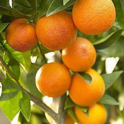 Seeds Nagpur Orange - My Fashion Sell
