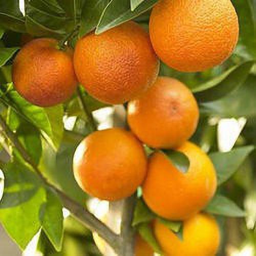 Seeds Nagpur Orange - My Fashion Sell