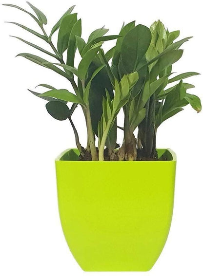 Seeds Natural Plant Decorative Air Purifying Indoor Zz Or Zamiifolia Plant (Zamioculcas Zamiifolia Plant) - My Fashion Sell