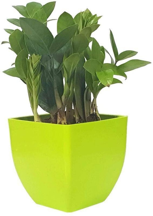 Seeds Natural Plant Decorative Air Purifying Indoor Zz Or Zamiifolia Plant (Zamioculcas Zamiifolia Plant) - My Fashion Sell