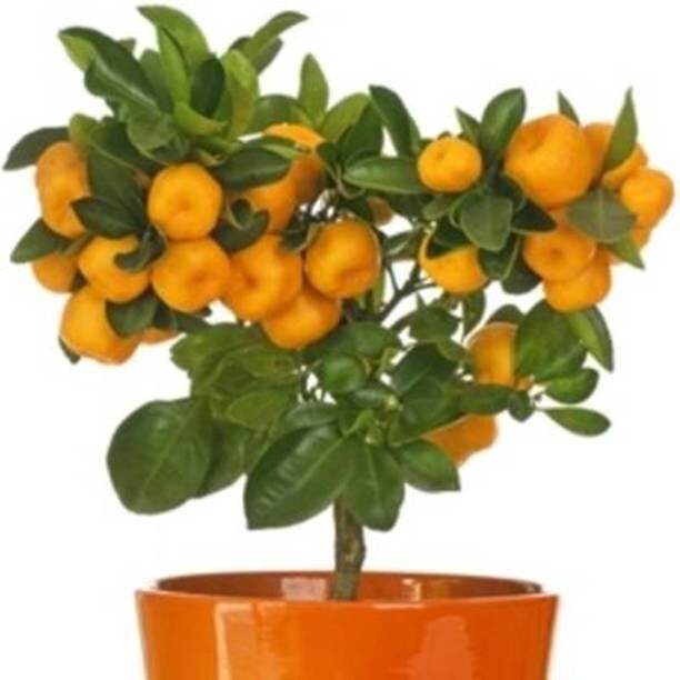 Seeds Orange Plant - My Fashion Sell