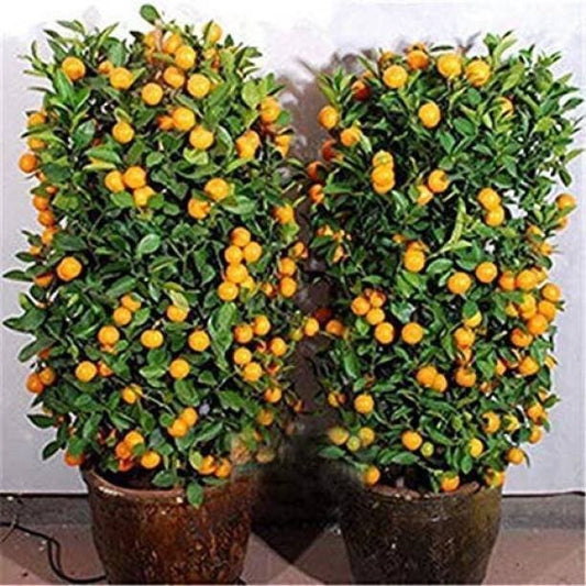 Seeds Orange Plant - My Fashion Sell