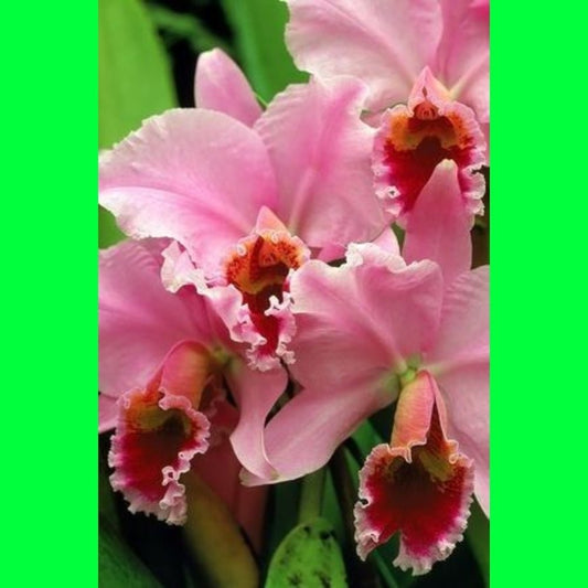 Seeds Orchid Plant - My Fashion Sell