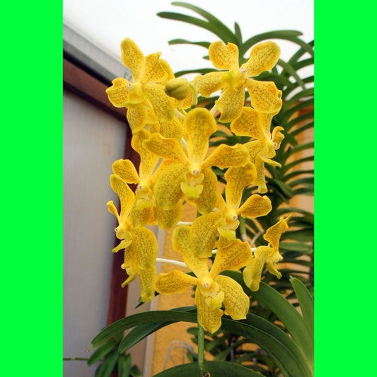 Seeds Orchid Plant - My Fashion Sell