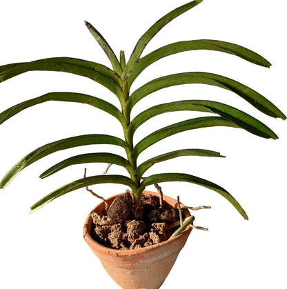 Seeds Orchid Plant - My Fashion Sell