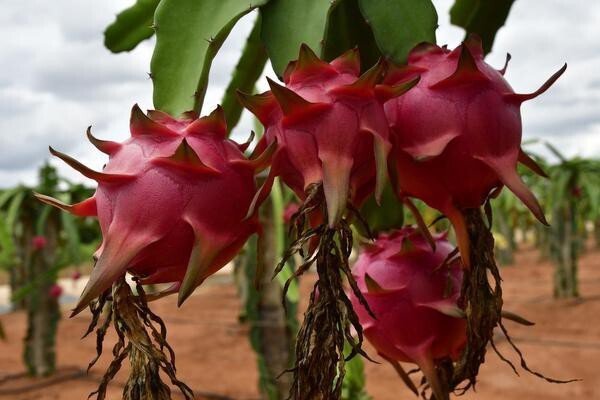 Seeds Pink Dragon Fruit Live Plant Pack - 4 - My Fashion Sell