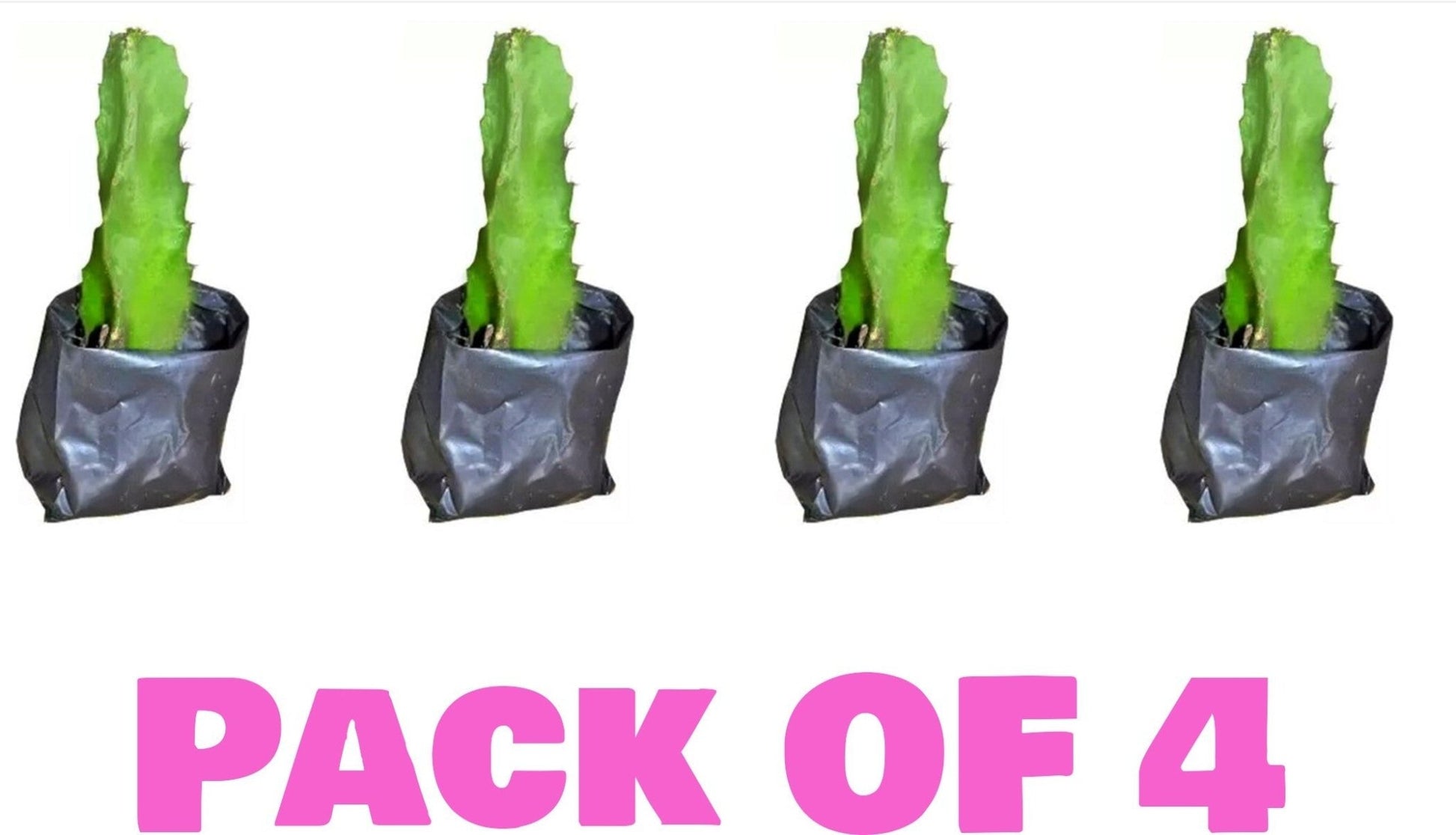 Seeds Pink Dragon Fruit Live Plant Pack - 4 - My Fashion Sell