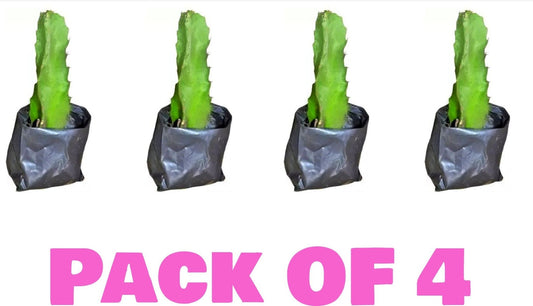 Seeds Pink Dragon Fruit Live Plant Pack - 4 - My Fashion Sell