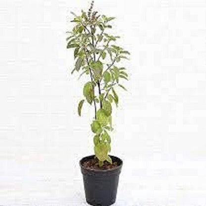 Seeds Plant Kapoor Tulsi Plant Blue Basil Ocimum Kilimandscharicum (Green) - Plant Holy Basil Kapoor Tulsi Plants - My Fashion Sell
