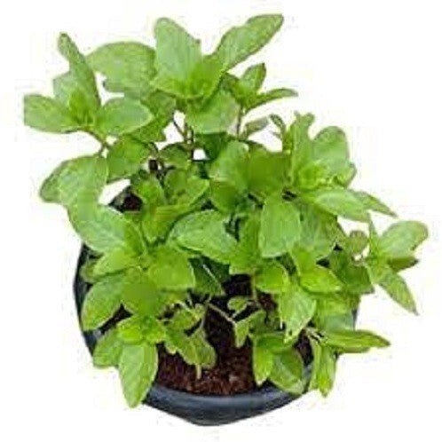 Seeds Plant Kapoor Tulsi Plant Blue Basil Ocimum Kilimandscharicum (Green) - Plant Holy Basil Kapoor Tulsi Plants - My Fashion Sell