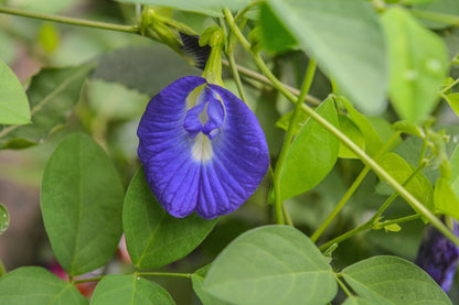 Seeds Plant - Shangu Pushpam - My Fashion Sell