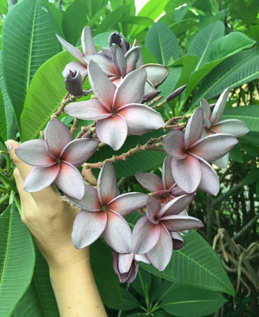 Seeds Pulmeria Flower - My Fashion Sell