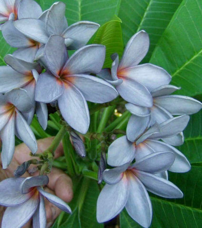 Seeds Pulmeria Flower - My Fashion Sell