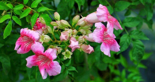 Seeds Purple Tecoma Plant - My Fashion Sell