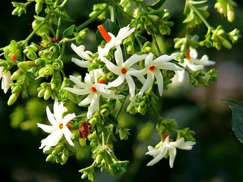Seeds Raat Ki Rani / Night - Blooming / Jasmine Beautiful Flower Live Plant - My Fashion Sell