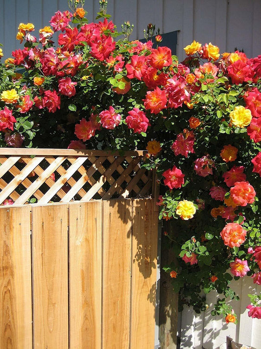 Seeds Rare Joseph'S Coat Climbing Rose Plant Perinnial Multicolor Rose 1 Healthy Live Plant - My Fashion Sell