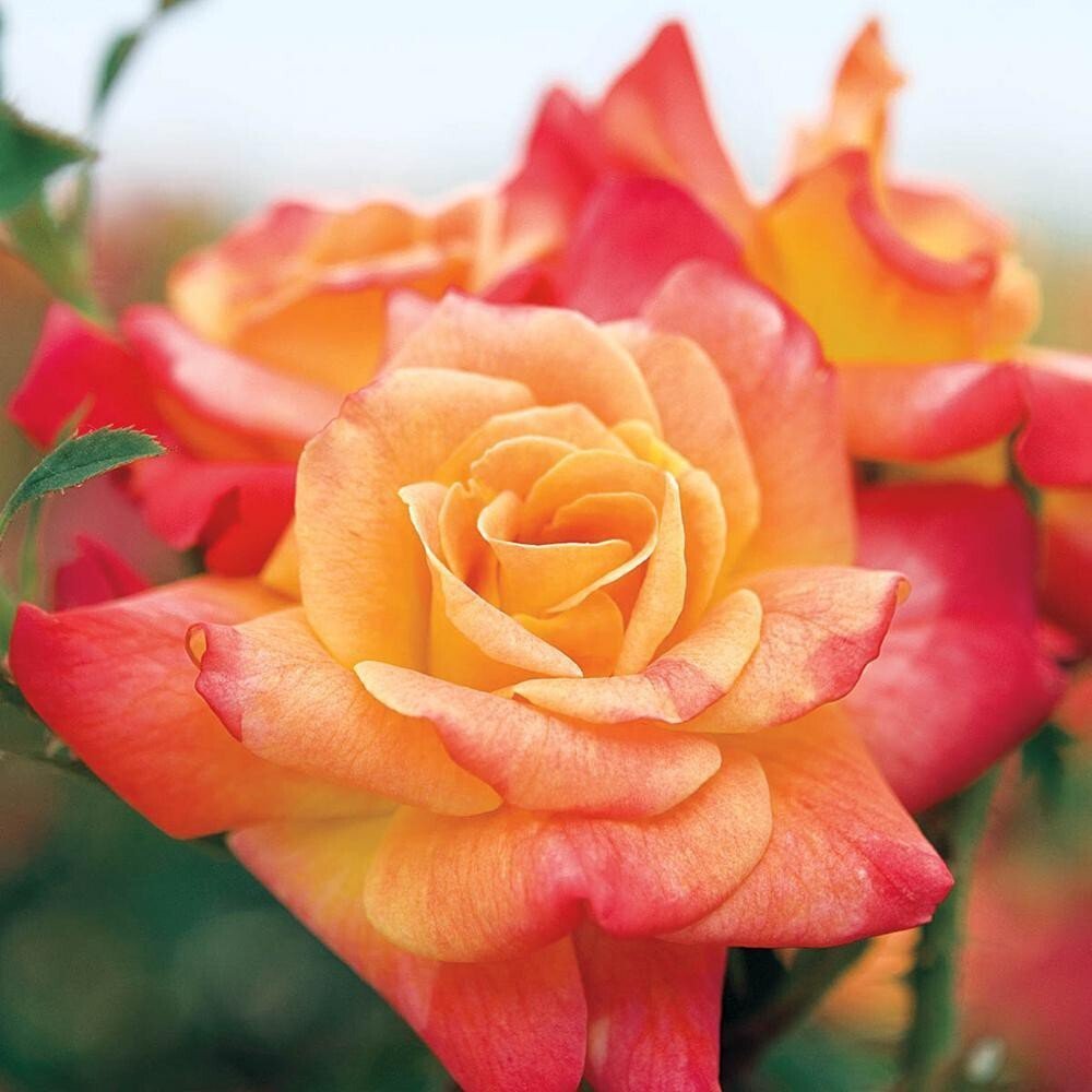 Seeds Rare Joseph'S Coat Climbing Rose Plant Perinnial Multicolor Rose 1 Healthy Live Plant - My Fashion Sell