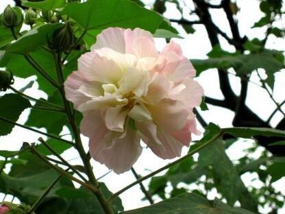 Seeds Rare Land Lotus Double Petal Color Changing Flower Live Plant - My Fashion Sell