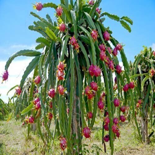 Seeds Red Dragon Fruit Plannt Roofgarden - My Fashion Sell