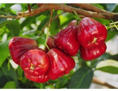 Seeds Red Malay Variety Wax Apple Water Apple Java Apple Fruit (Air Layered/Grafted) Live Plants & Tree(1 - 1.5 Ft Size) - My Fashion Sell
