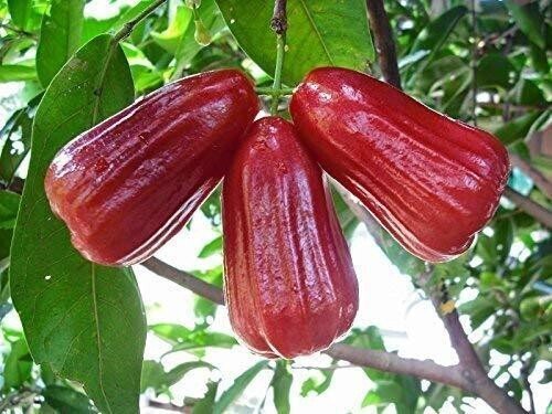 Seeds Red Malay Variety Wax Apple Water Apple Java Apple Fruit (Air Layered/Grafted) Live Plants & Tree(1 - 1.5 Ft Size) - My Fashion Sell