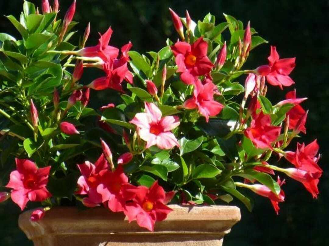 Seeds Red Mandevilla Flower - My Fashion Sell