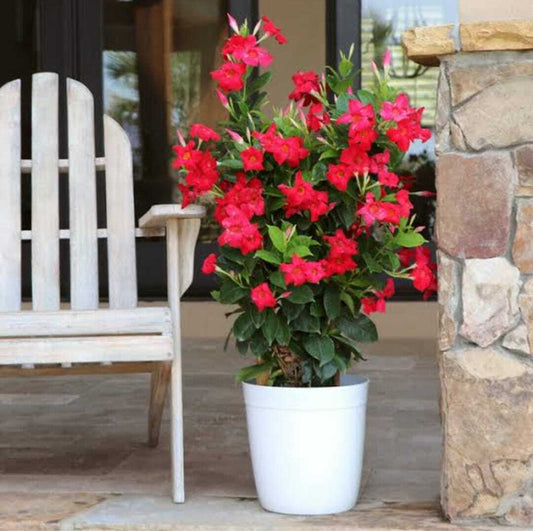 Seeds Red Mandevilla Flower - My Fashion Sell