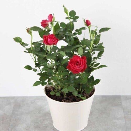 Seeds Red Rose 02 Plant - My Fashion Sell