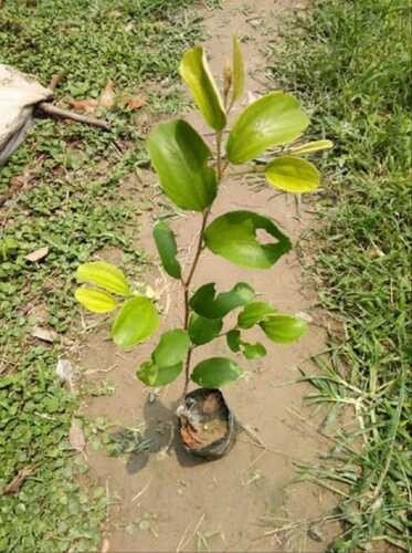 Seeds Red Thai Grafted Ber Apple Plant - My Fashion Sell