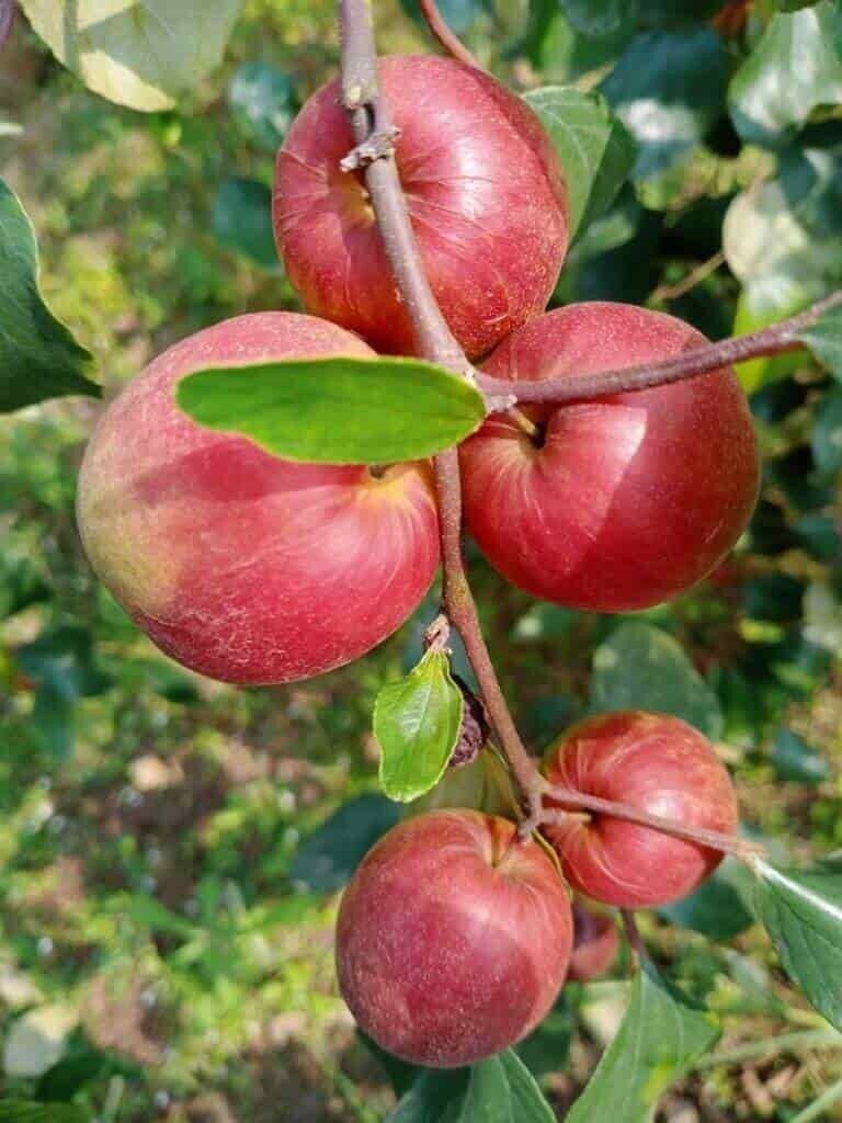 Seeds Red Thai Grafted Ber Apple Plant - My Fashion Sell