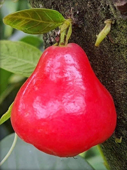 Seeds Red Wax Apple / Water Apple/Jamun/ Jamrul Live Plant. - My Fashion Sell