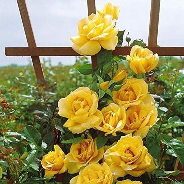 Seeds Rose Flower - My Fashion Sell