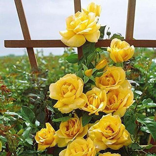 Seeds Rose Flower - My Fashion Sell