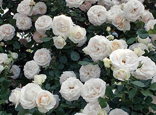 Seeds Rose Flower - My Fashion Sell