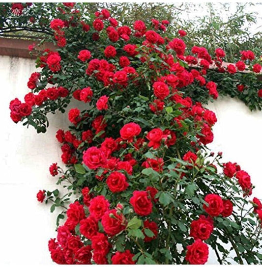 Seeds Rose Flower Plant - My Fashion Sell