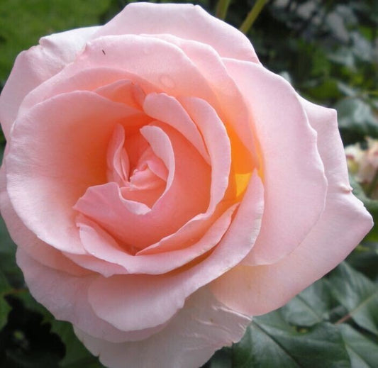 Seeds Rose Live Plant - My Fashion Sell