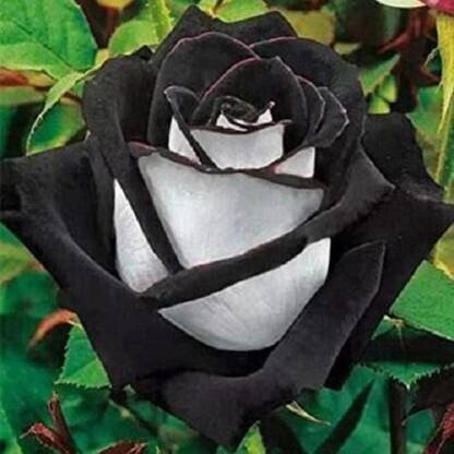 Seeds Rose Live Plant - My Fashion Sell