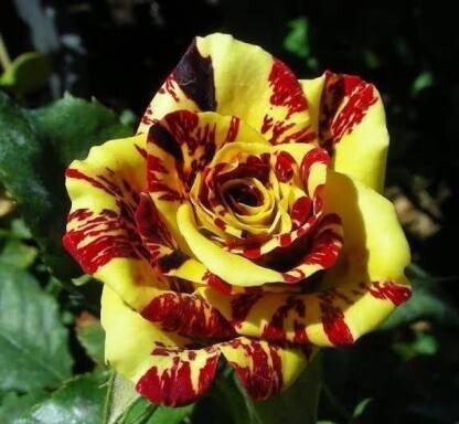 Seeds Rose Live Plant with Pot - My Fashion Sell