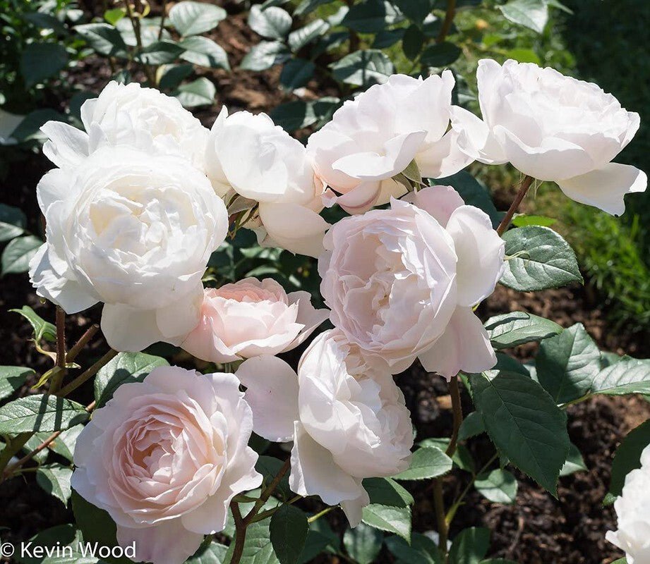 Seeds Rose Plant - My Fashion Sell