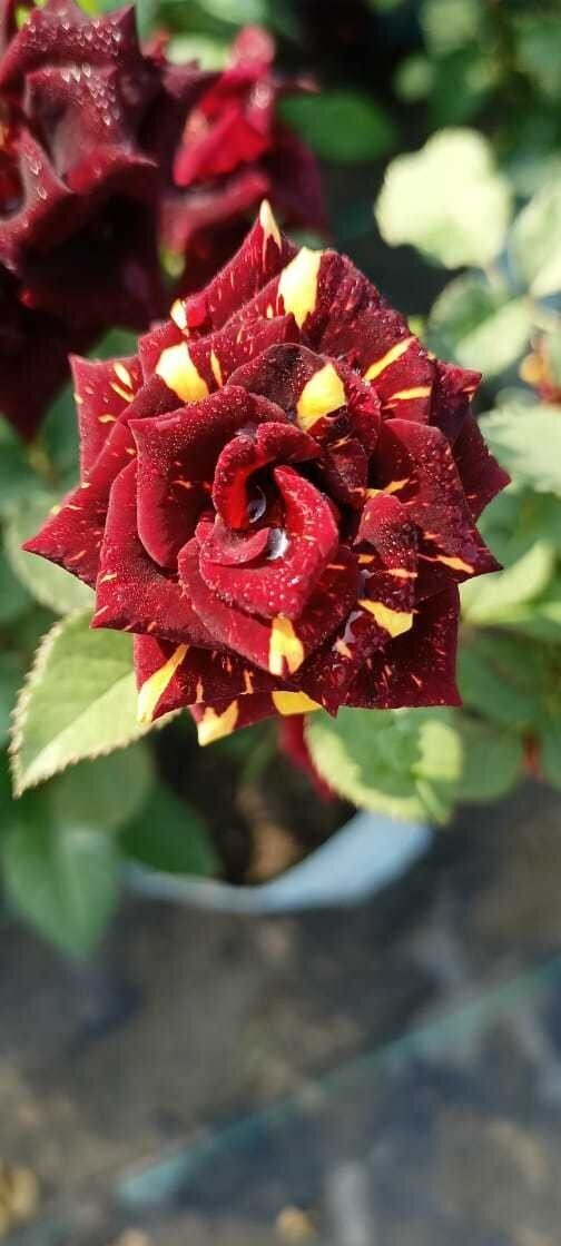 Seeds Rose Plant /Hybride Rose/ Abra Dabra Rose Plant - My Fashion Sell