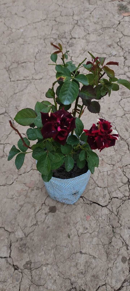Seeds Rose Plant /Hybride Rose/ Abra Dabra Rose Plant - My Fashion Sell