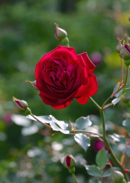 Seeds Rose Plant Red - My Fashion Sell